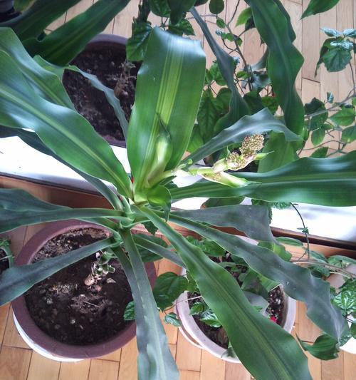 螺旋铁养殖需要注意什么？如何正确养殖螺旋铁？