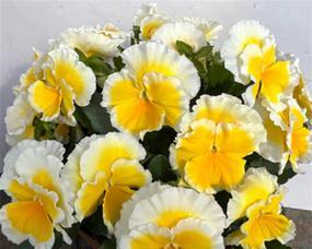 以香堇花传递友谊和希望的力量(探索香堇花的象征意义及其在人们生活中的重要性)