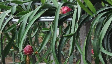 火龙果生长周期是多久？一年生还是多年生植物？