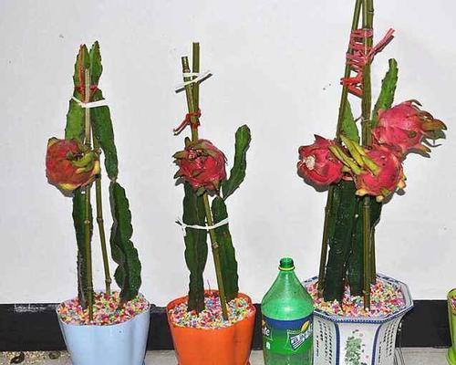 火龙果生长周期是多久？一年生还是多年生植物？