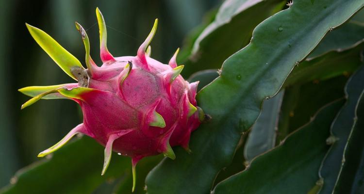 火龙果生长周期是多久？一年生还是多年生植物？