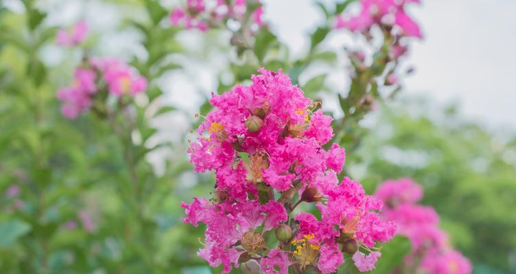 紫薇花的象征意义与寓意（探究紫薇花的文化内涵和神秘力量）