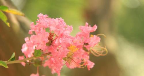 紫薇花的象征意义与寓意（探究紫薇花的文化内涵和神秘力量）