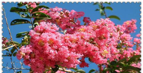 紫薇花的象征意义与寓意（探究紫薇花的文化内涵和神秘力量）