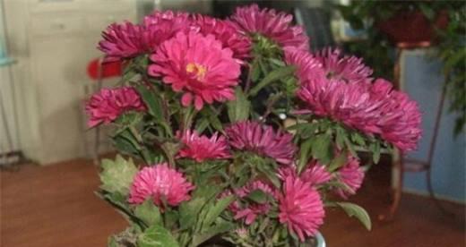 菊花换盆的最佳时间是什么时候？具体步骤有哪些？