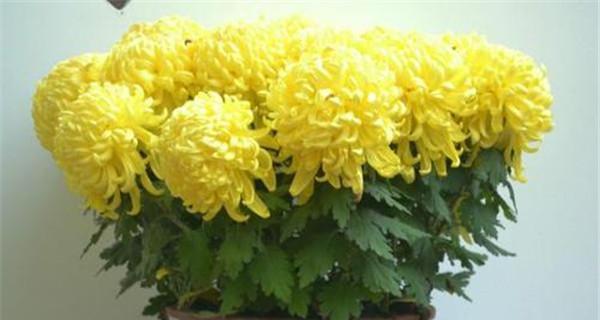 菊花换盆的最佳时间是什么时候？具体步骤有哪些？