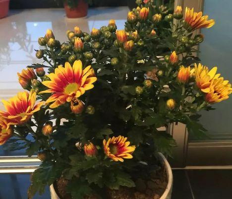 菊花换盆的最佳时间是什么时候？具体步骤有哪些？