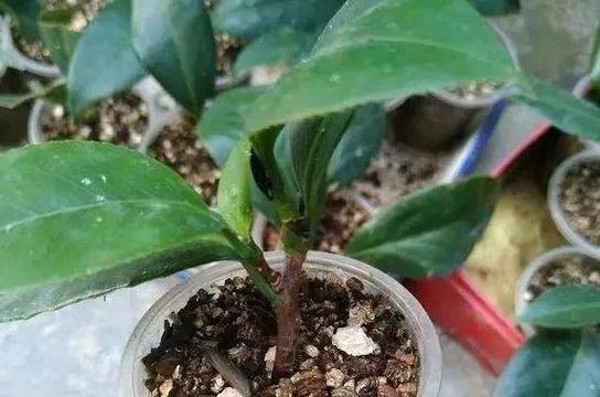 桂花树扦插的成功率高吗？如何提高扦插成活率？