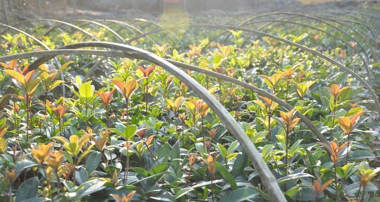 桂花树扦插的成功率高吗？如何提高扦插成活率？