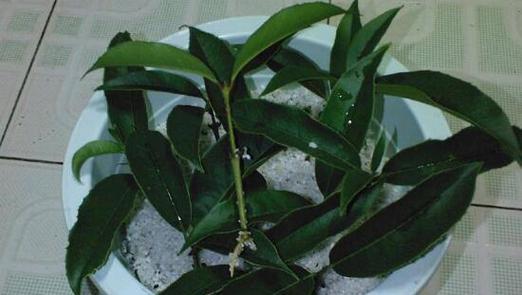 桂花树扦插的成功率高吗？如何提高扦插成活率？