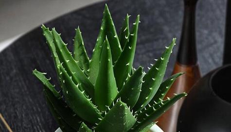 芦荟长什么样子?如何辨别真假芦荟?