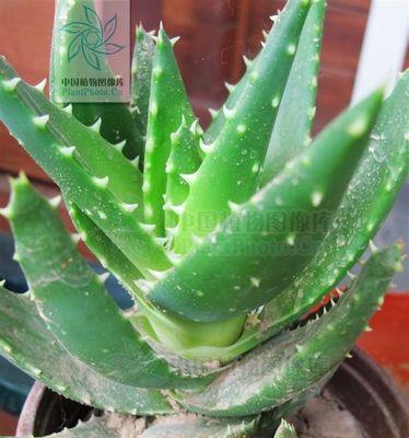 芦荟长什么样子?如何辨别真假芦荟? 芦荟长什么样子?如何辨别真假芦荟?