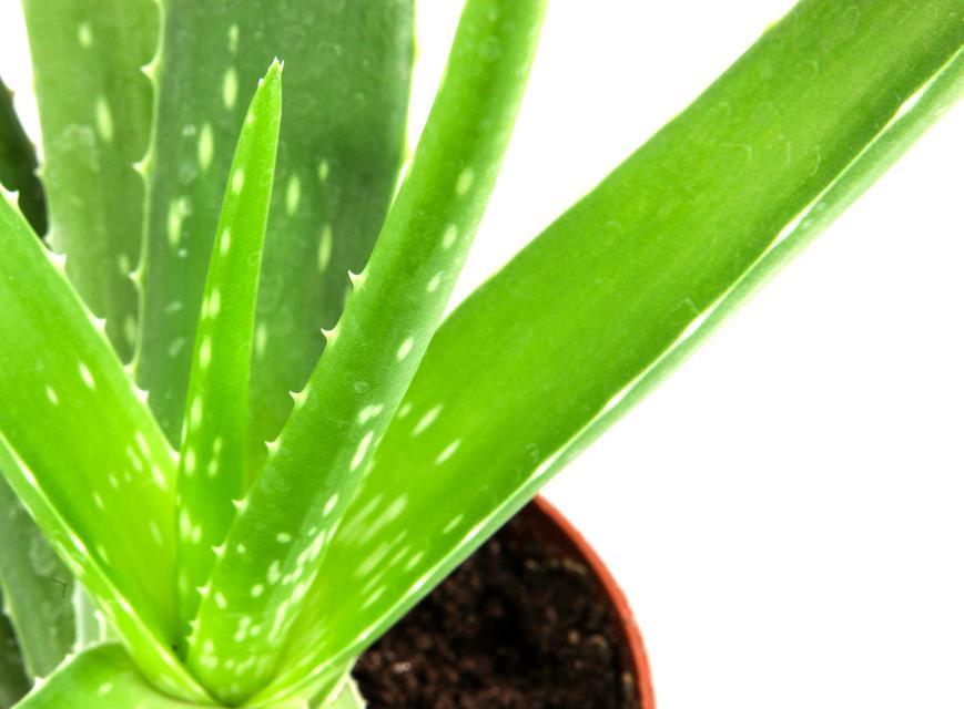 芦荟长什么样子?如何辨别真假芦荟? 芦荟长什么样子?如何辨别真假芦荟?