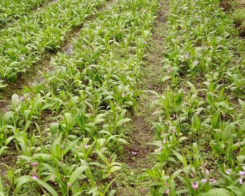 白芨的外观特征是什么？如何辨别真假白芨？