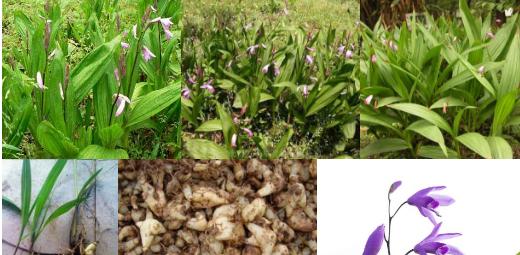 白芨的外观特征是什么？如何辨别真假白芨？