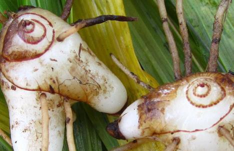 白芨的外观特征是什么？如何辨别真假白芨？