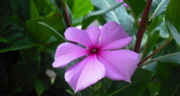 长春花的花语之美（揭开长春花花语的神秘面纱）