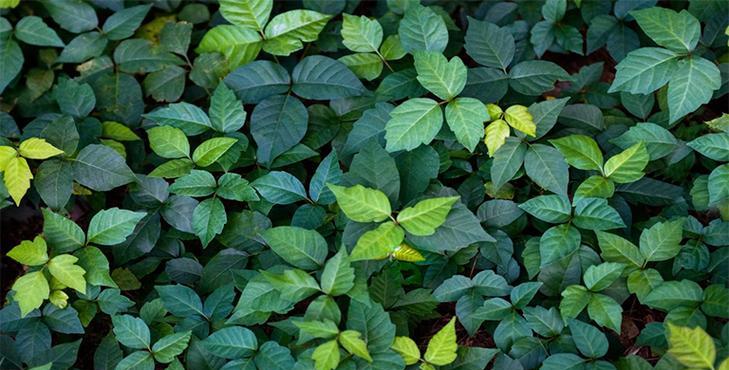 灌木属于木本植物吗?如何区分灌木和草本植物? 灌木属于木本植物吗?如何区分灌木和草本植物?