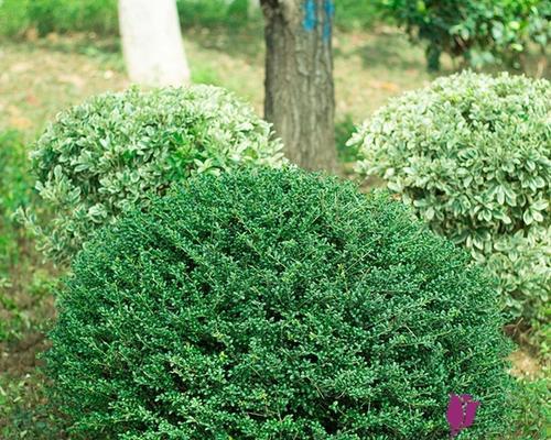 灌木属于木本植物吗?如何区分灌木和草本植物? 灌木属于木本植物吗?如何区分灌木和草本植物?