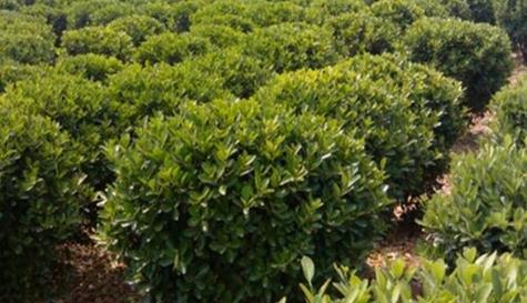 灌木属于木本植物吗?如何区分灌木和草本植物? 灌木属于木本植物吗?如何区分灌木和草本植物?