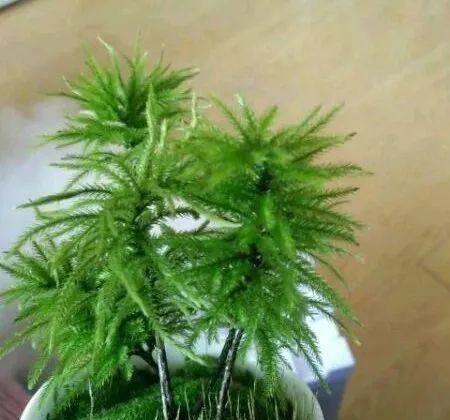 万年藓的生长条件是什么？它有哪些独特特性？