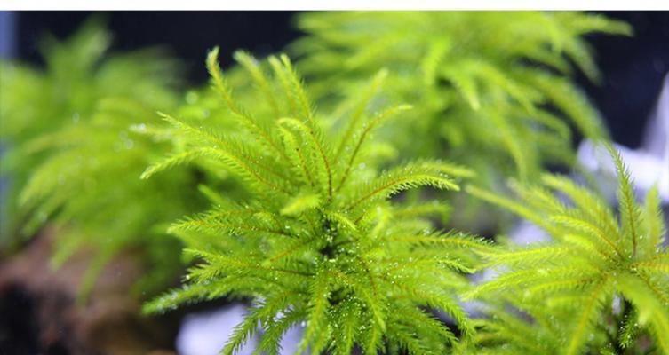 万年藓的生长条件是什么？它有哪些独特特性？