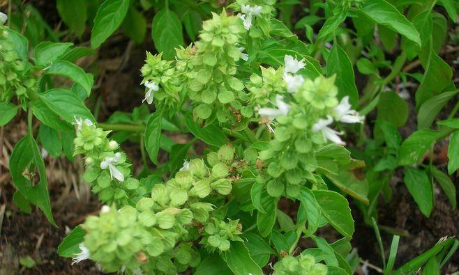 罗勒冬天会冻死吗？如何在寒冷季节保护罗勒植物？