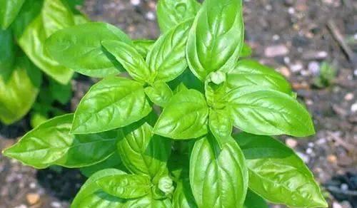 罗勒冬天会冻死吗？如何在寒冷季节保护罗勒植物？