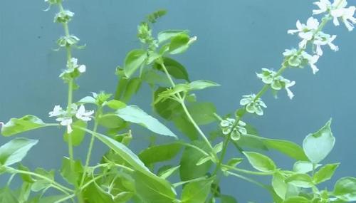 罗勒冬天会冻死吗？如何在寒冷季节保护罗勒植物？