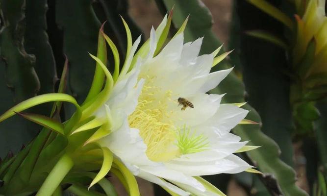 火龙果甜度高吗？如何挑选高甜度的火龙果？