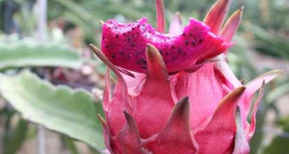 火龙果甜度高吗？如何挑选高甜度的火龙果？