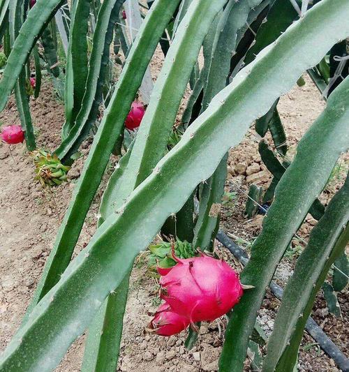 火龙果甜度高吗？如何挑选高甜度的火龙果？