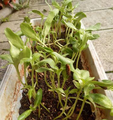 葵花苗移栽的最佳时机是什么时候?移栽后如何护理? 葵花苗移栽的最佳时机是什么时候?移栽后如何护理?