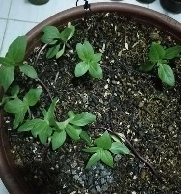 葵花苗移栽的最佳时机是什么时候?移栽后如何护理? 葵花苗移栽的最佳时机是什么时候?移栽后如何护理?