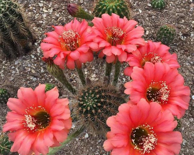 仙人球开花好吗？如何正确养护以促进开花？