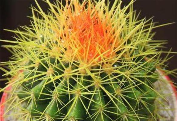 仙人球开花好吗？如何正确养护以促进开花？