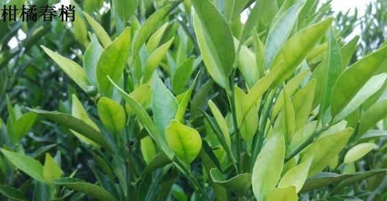 柑橘的生长周期是多长时间？如何优化管理以提高产量？