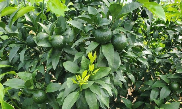 柑橘的生长周期是多长时间？如何优化管理以提高产量？