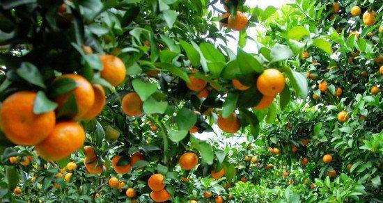 柑橘的生长周期是多长时间？如何优化管理以提高产量？