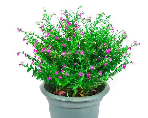 满天星属于草本植物吗？它的分类和特性是什么？