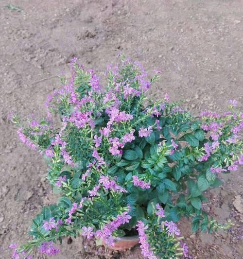 满天星属于草本植物吗？它的分类和特性是什么？