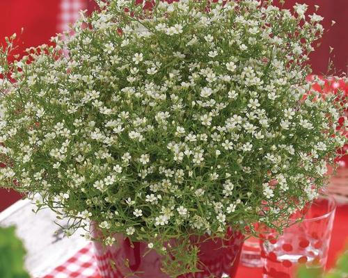 满天星属于草本植物吗？它的分类和特性是什么？