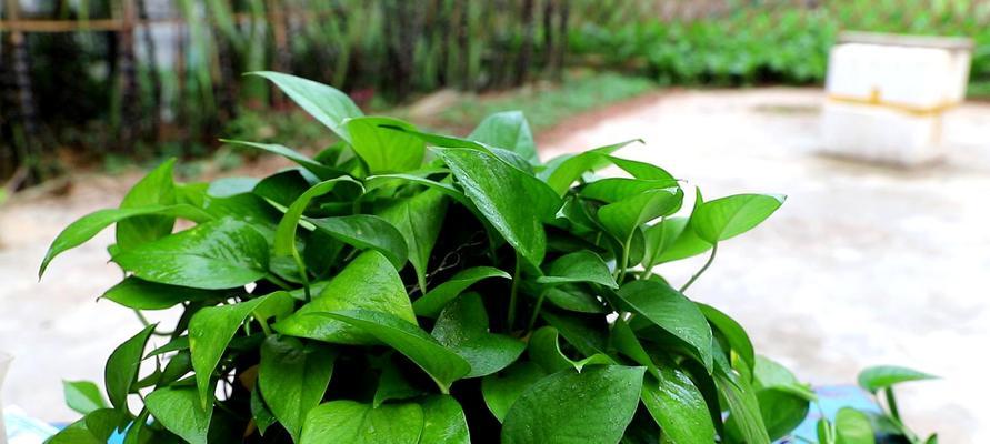 办公室绿萝花语（营造舒适工作环境）