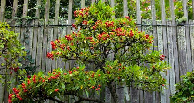 火棘修剪的最佳时间是什么时候？如何正确修剪火棘？