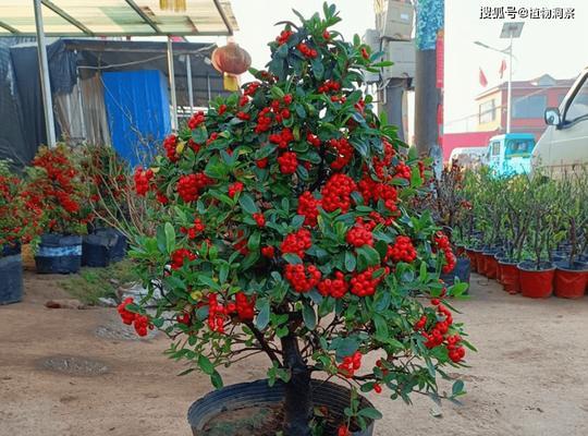 火棘修剪的最佳时间是什么时候？如何正确修剪火棘？