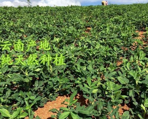 花生没熟透可以吃吗?食用未熟花生的风险是什么?