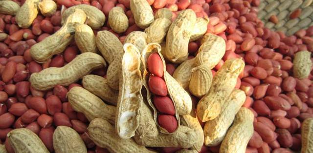 花生没熟透可以吃吗？食用未熟花生的风险是什么？