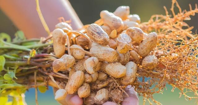 花生没熟透可以吃吗？食用未熟花生的风险是什么？