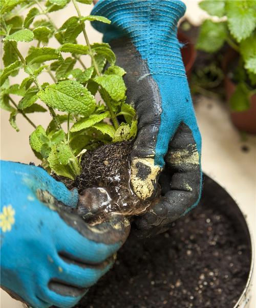 废花生油可以浇花吗？使用废油对植物有哪些影响？