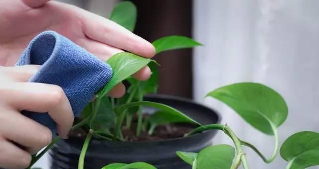 废花生油可以浇花吗？使用废油对植物有哪些影响？